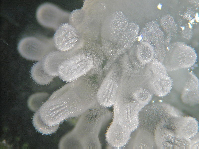 Ceratiomyxa fruticulosa